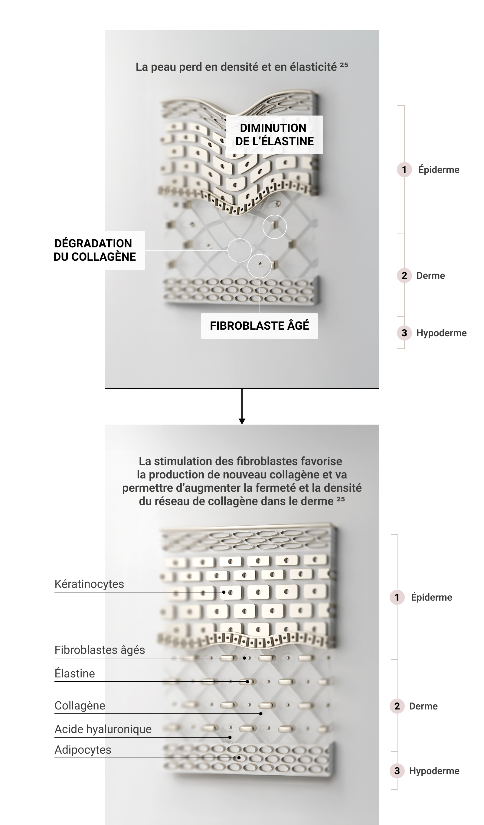 Schéma des couches de la peau illustrant la diminution de l'élastine, la dégradation du collagène et le vieillissement des fibroblastes.